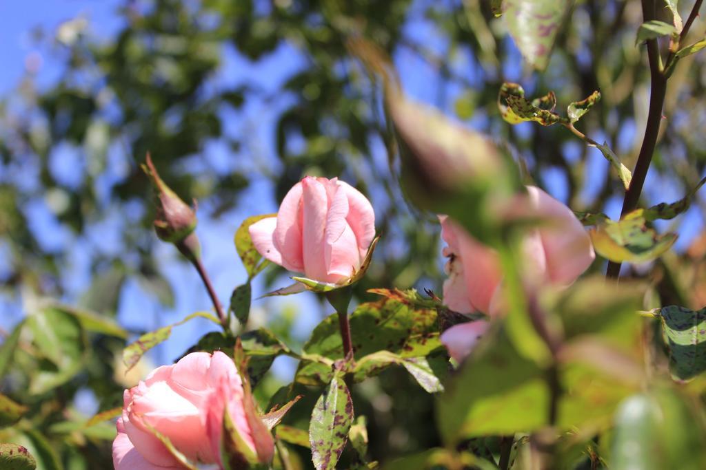 Den Bongaerd B&B And Wellness Tongeren Esterno foto