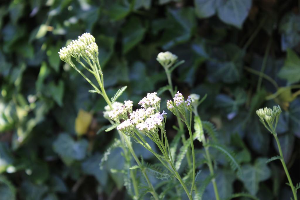 Den Bongaerd B&B And Wellness Tongeren Esterno foto